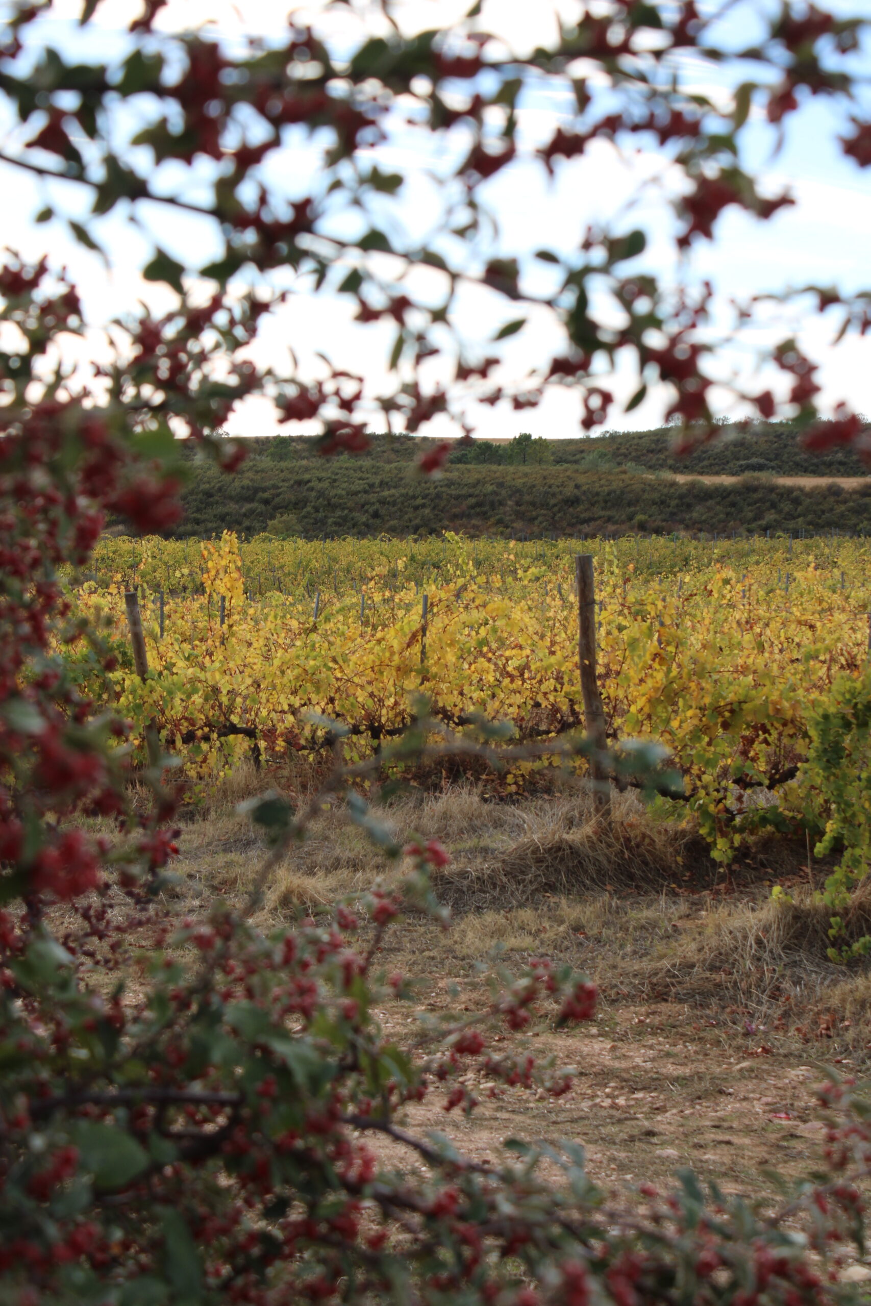 Inicio Rio negro viña
