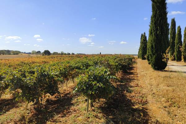 Visitas guiadas pioz