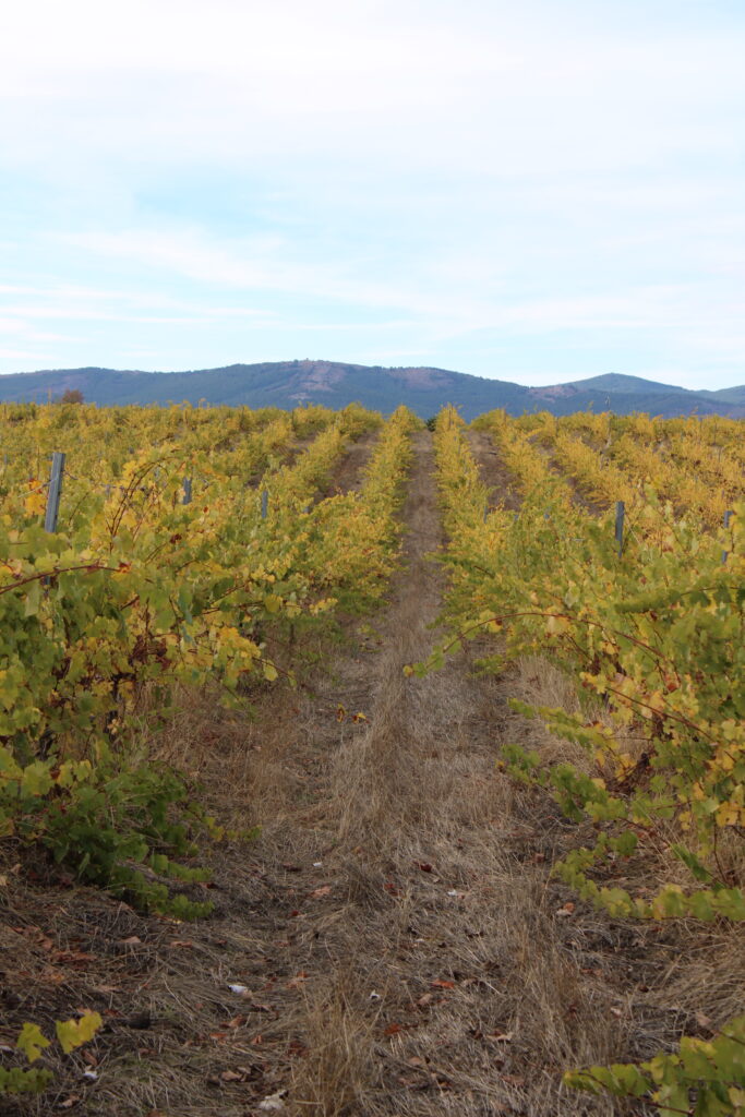 Restaurantes viñasrionegro