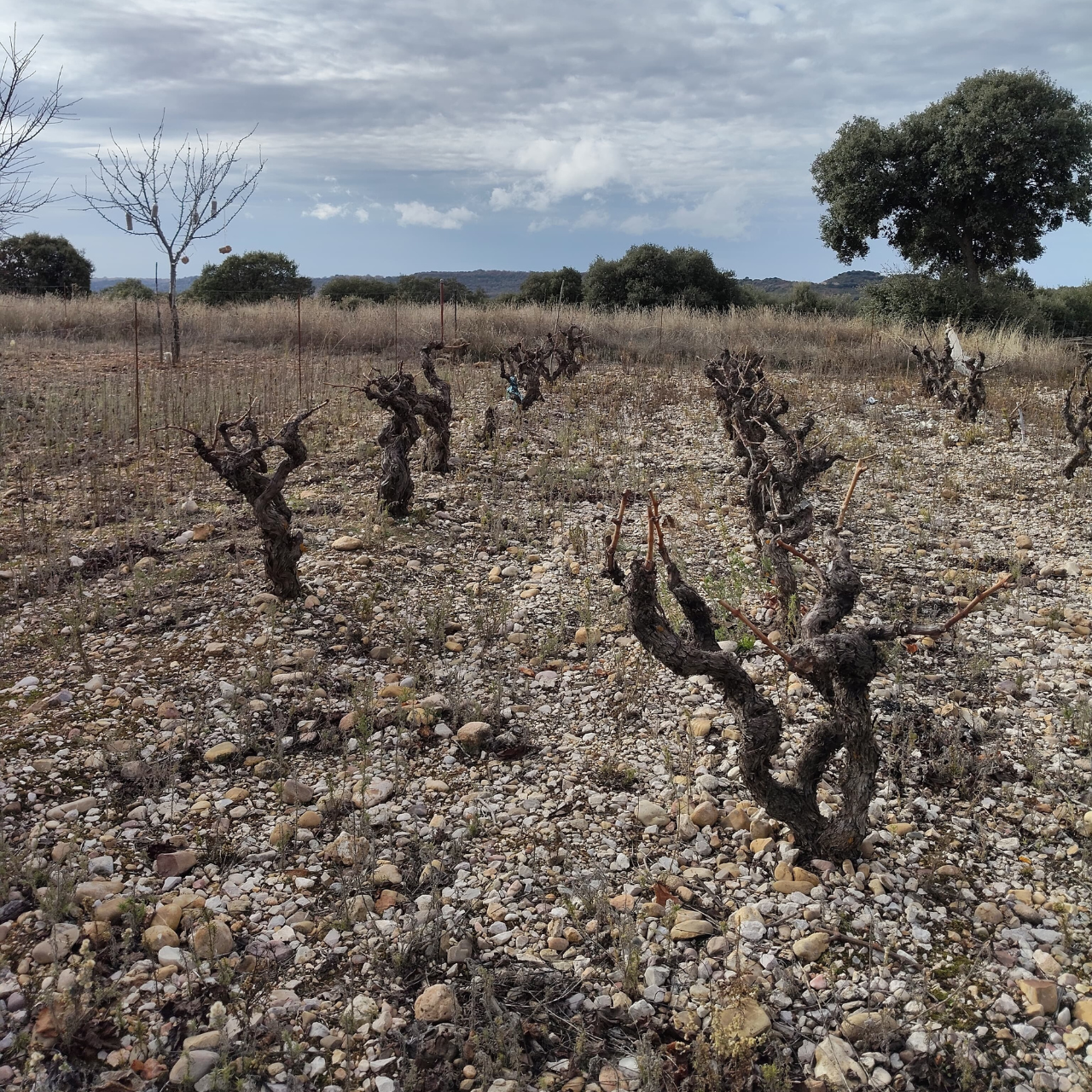 Solanillos del extremo 1
